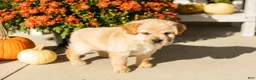 Mini Hippo dogs for sale: Molly - Ad 2
