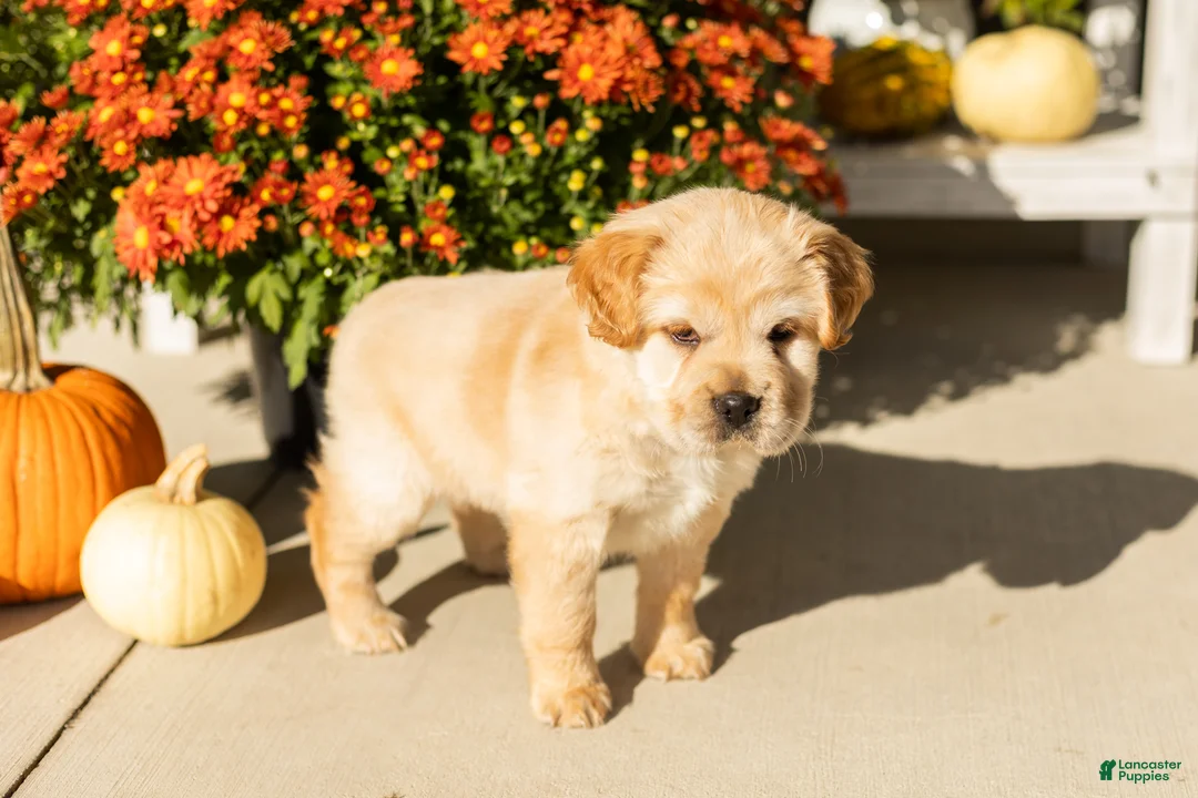 Mini Hippo dogs for sale: Molly - Ad 2