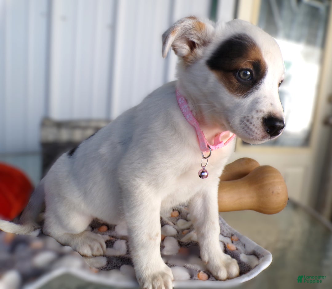 Border Collie dogs for sale: Border Collie Puppy 5 Renata - Ad 2