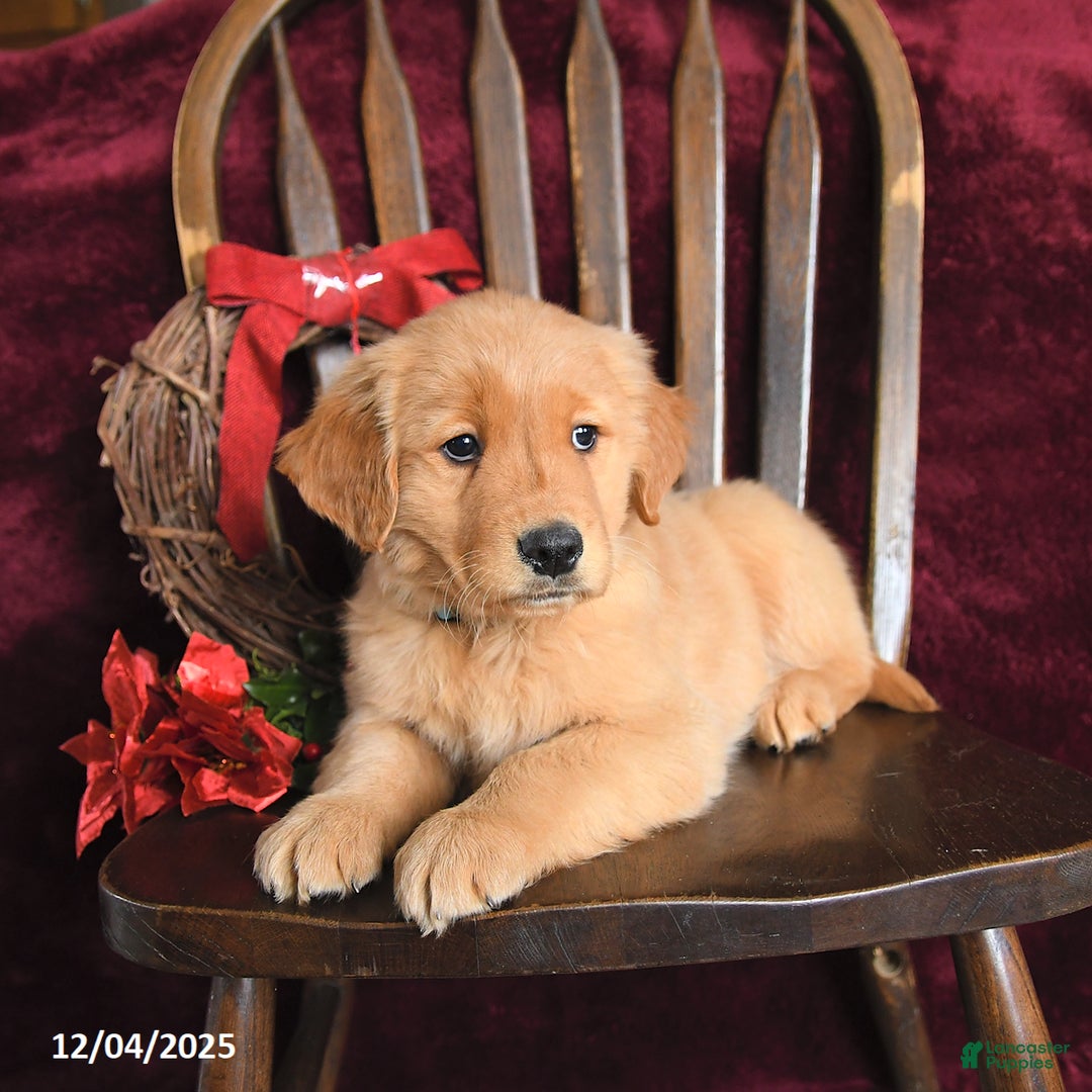 Golden Retriever dogs for sale: Jingle Bells - Ad 3