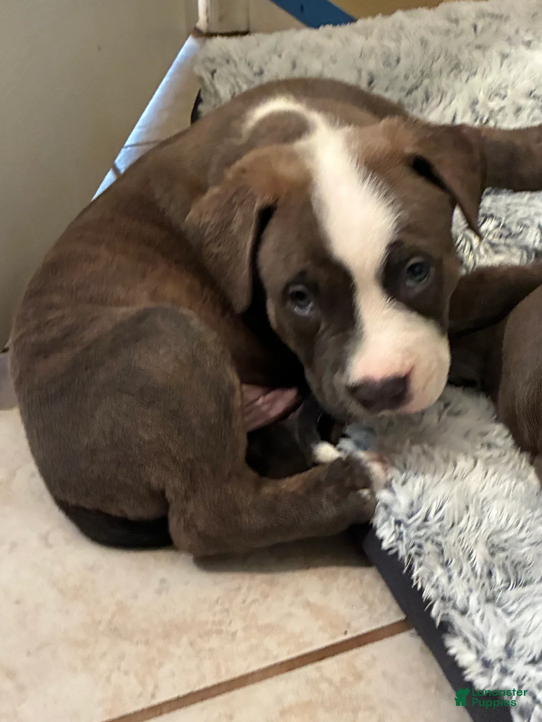 American Bully dogs for sale: Spade - Ad 1