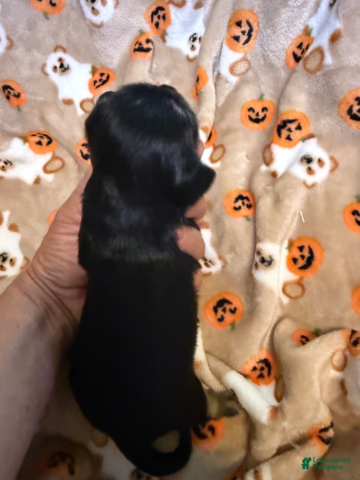 Miniature Dachshund dogs Black and tan LH female  - Ad 2