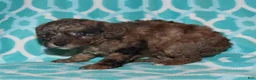 Miniature Poodle dogs for sale: Harlee’s brown Merle male - Ad 18