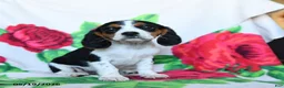 Beaglier dogs for sale: Clementine - Ad 2
