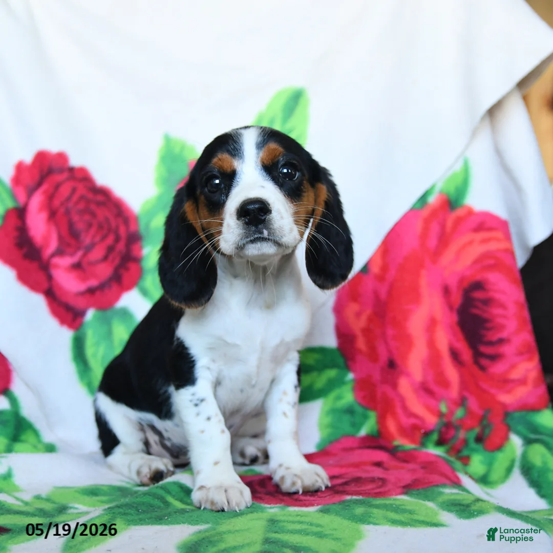Beaglier dogs for sale: Clementine - Ad 2