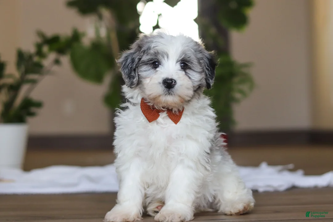 Havapoo dogs for sale: Chase - Ad 1