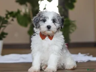 Havapoo dogs Chase - Ad 18