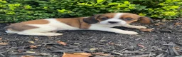 Mixed Breed dogs for sale: Chance - Ad 7