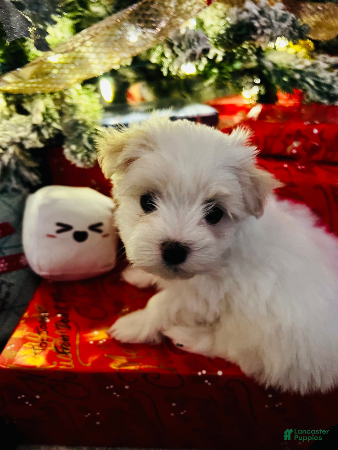Maltese dogs for sale: Marshmallow - Ad 1
