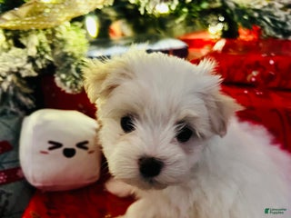 Maltese dogs Marshmallow - Ad 12