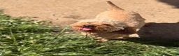 Miniature Poodle dogs for sale: Miniature Poodle 3 - Ad 4