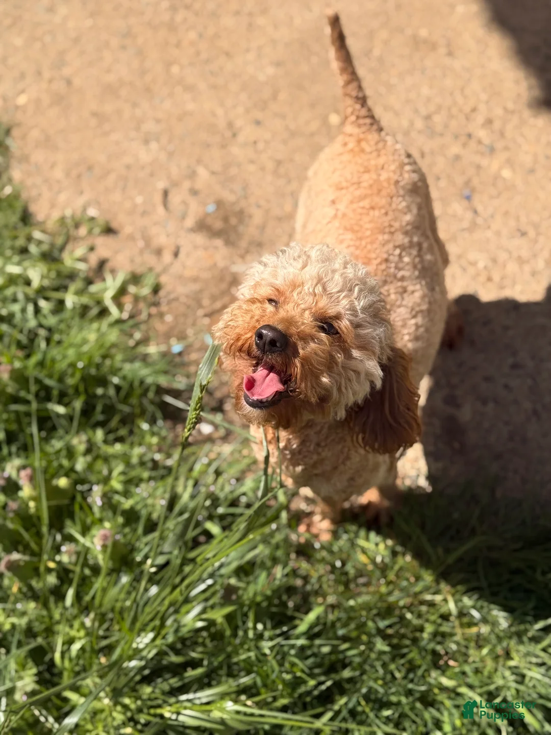 Miniature Poodle dogs for sale: Miniature Poodle 3 - Ad 4
