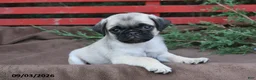 Pug dogs for sale: Tango - Ad 4