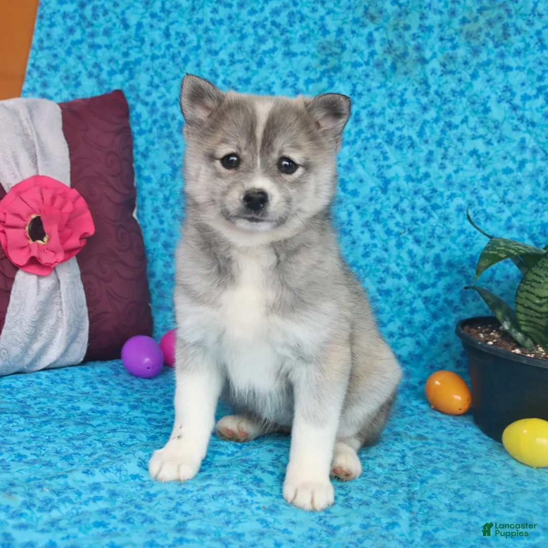 Pomsky dogs for sale: Bella   - Ad 5