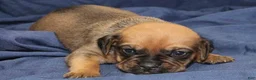 Puggle dogs for sale: Chewy - Ad 54