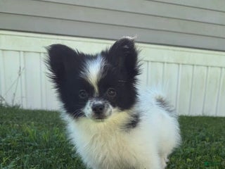 Papillon dogs - Ad 7