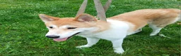 Akita dogs for sale: Aries  - Ad 6