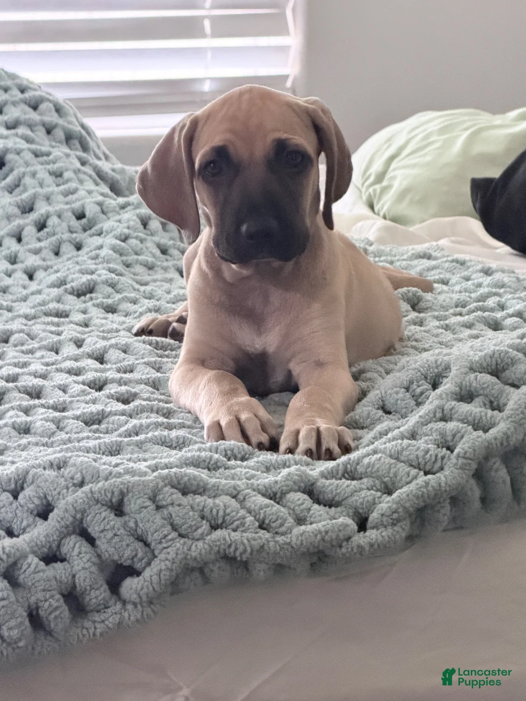 Black Mouth Cur dogs for sale: Black Mouth Cur 1 - Ad 3