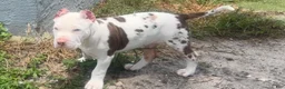 American Bully dogs for sale: American Bully 1 - Ad 6