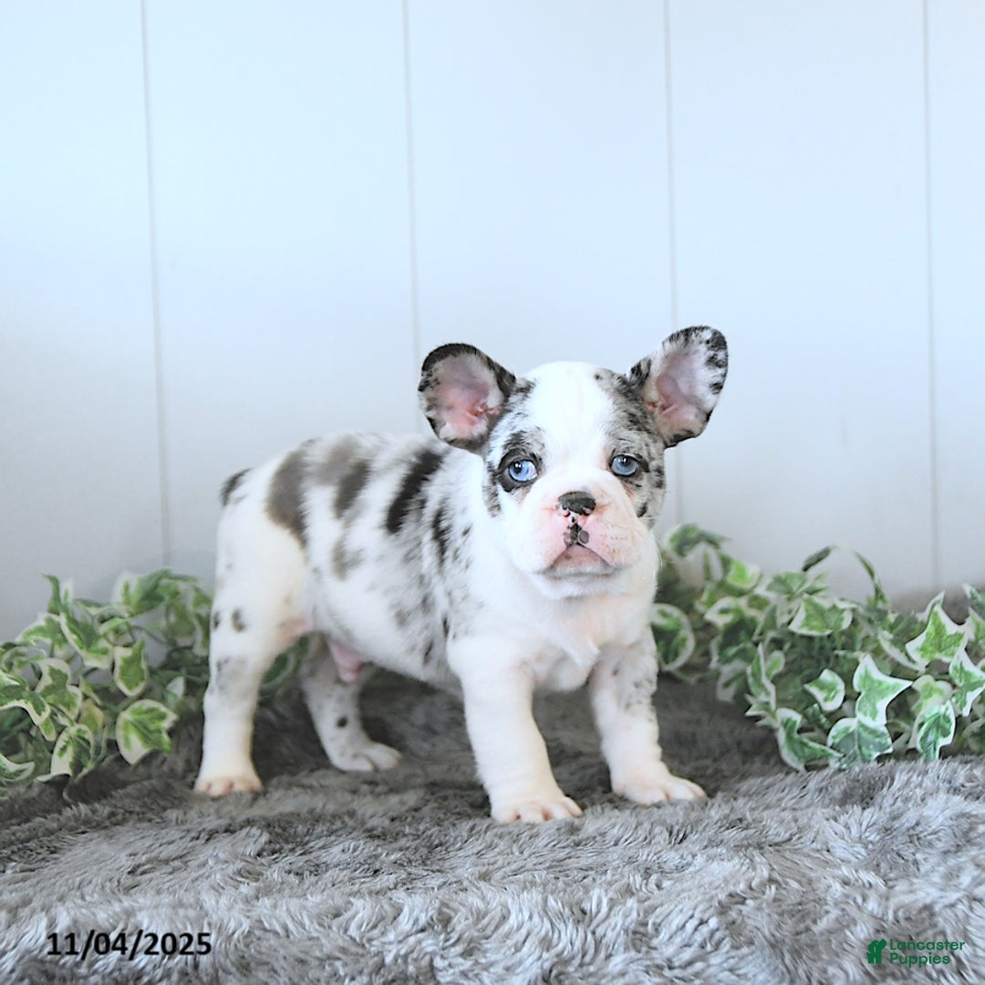 Frug dogs for sale: Miles - Ad 4