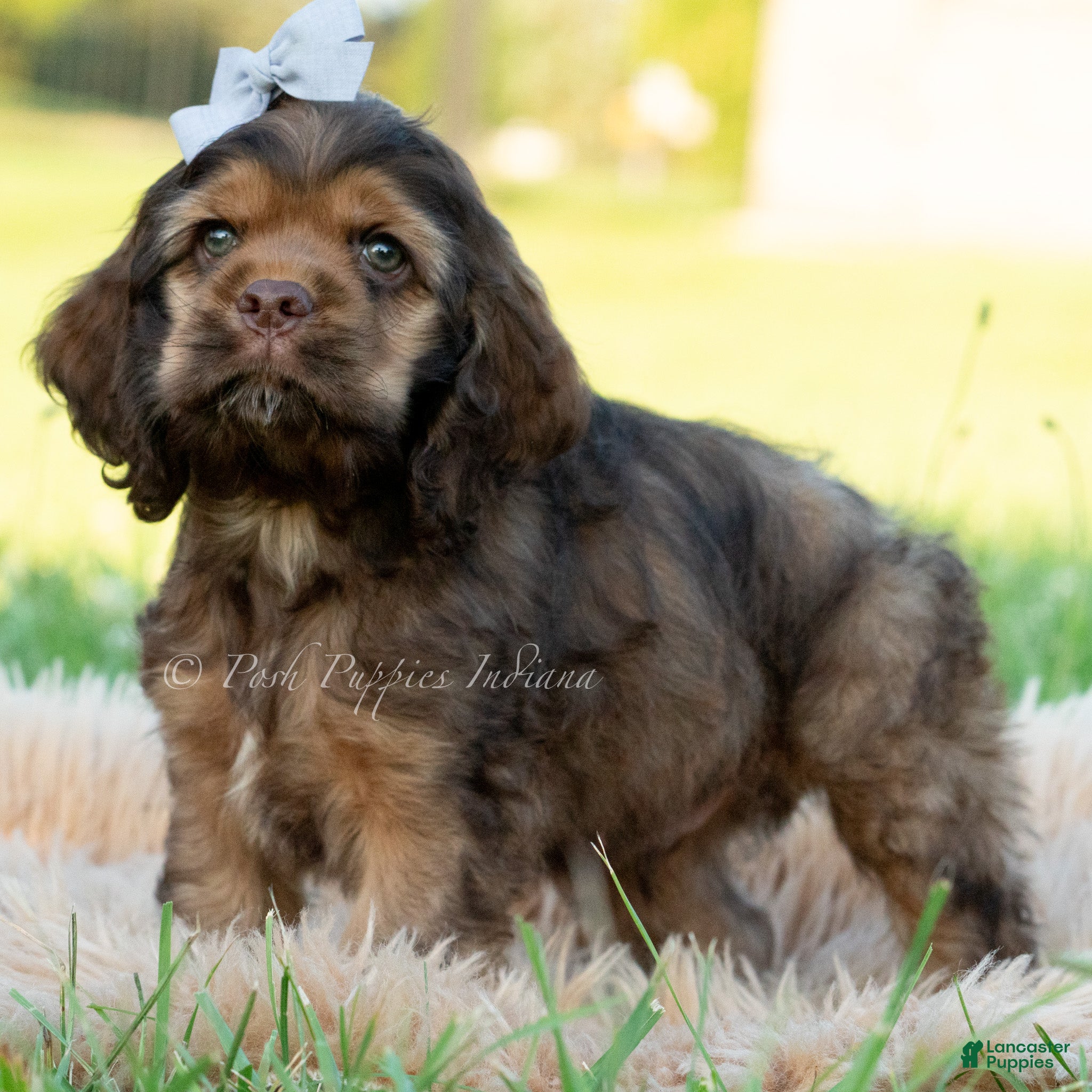 Cocker Spaniel dogs Tater pop - Ad 15