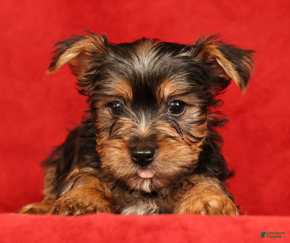 Yorkshire Terrier dogs Hunter - Ad 2