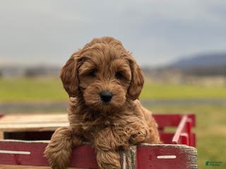 Goldendoodle dogs Goldendoodle Puppy 1 - Ad 8