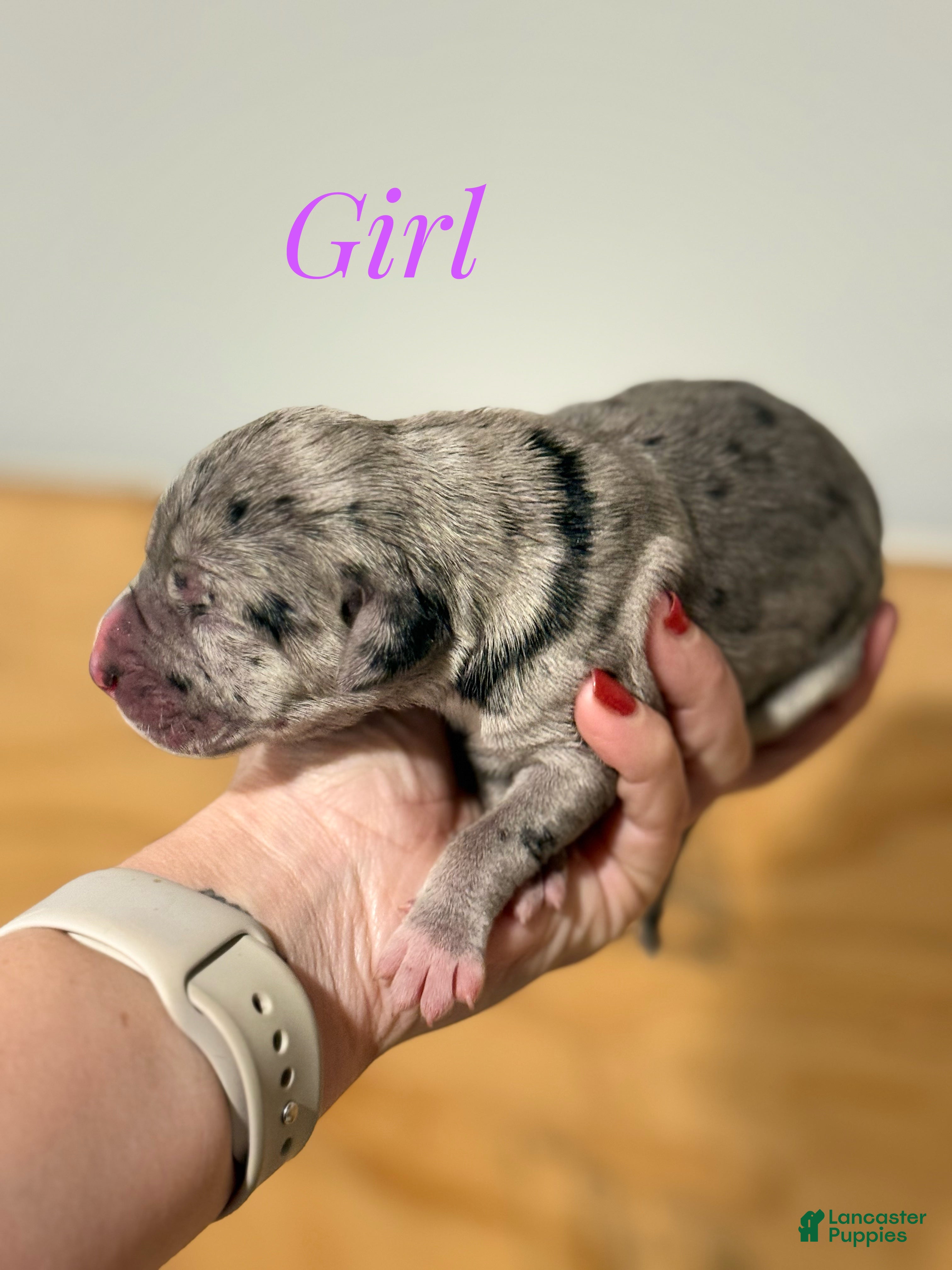 Great Dane dogs Girl 2 - Ad 37