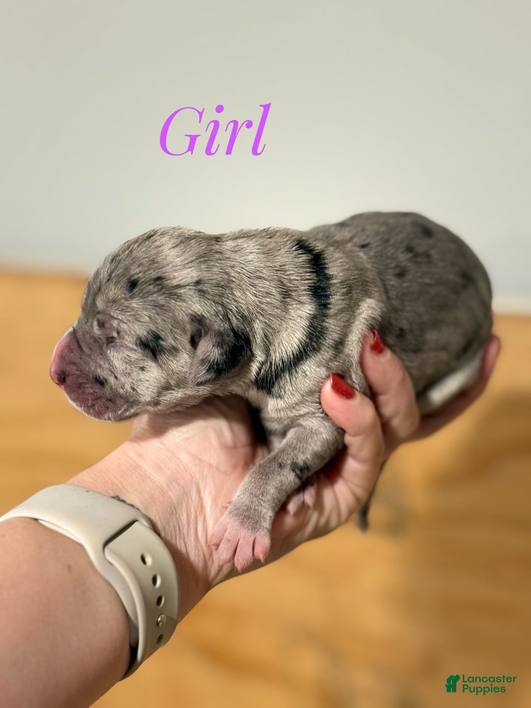 Great Dane dogs for sale: Girl 2 - Ad 1