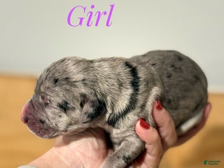Great Dane dogs Girl 2 - Ad 37