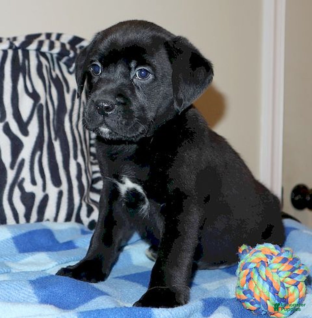 Mixed Breed dogs for sale: Harley  - Ad 3