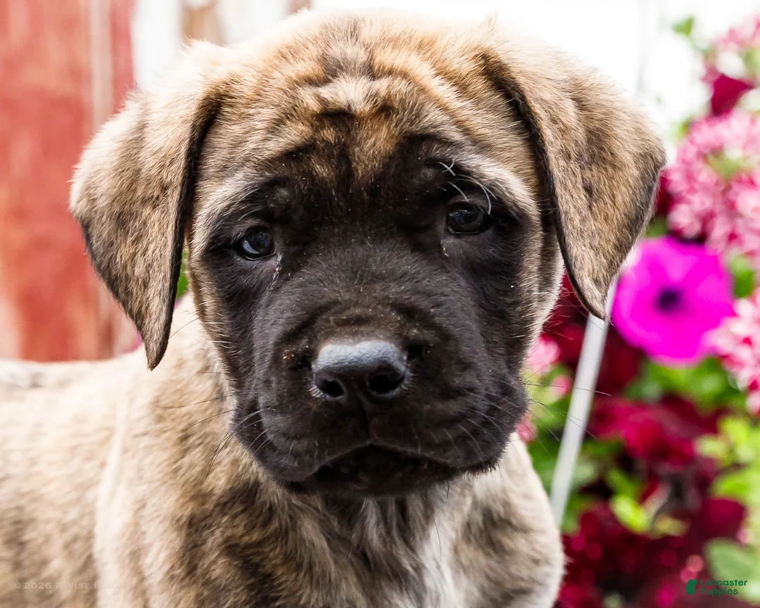 English Mastiff dogs for sale: Malcom - Ad 2