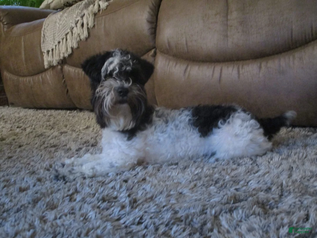 Gallery Image {{count}}