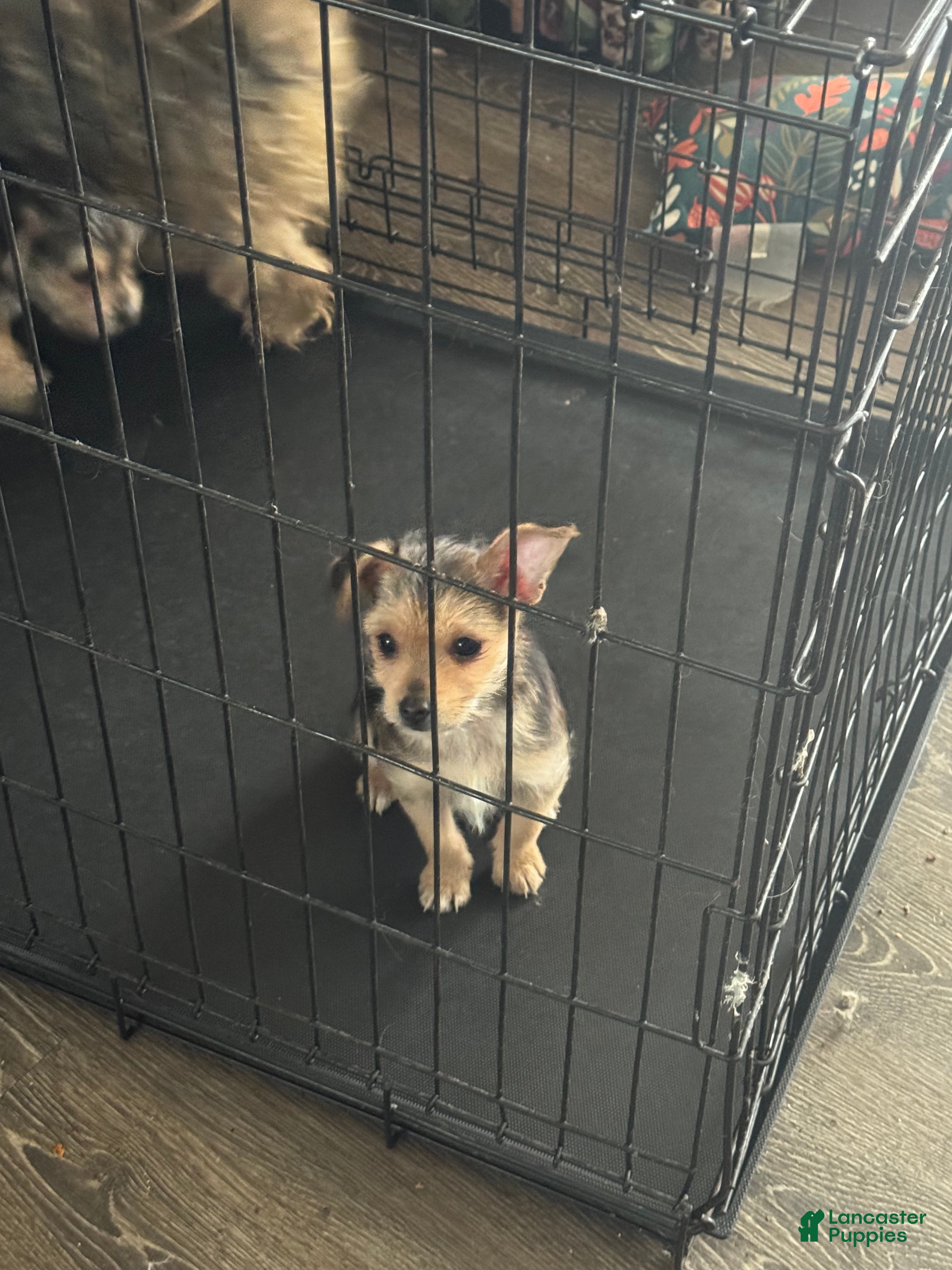 Yorkshire Terrier dogs Yorkshire Terrier Puppy 2 - Ad 30