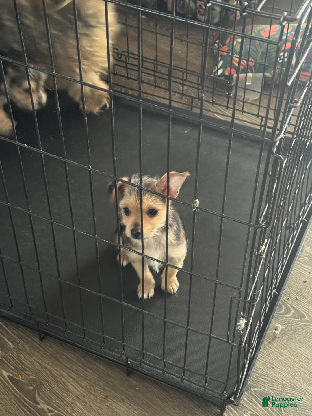 Yorkshire Terrier dogs for sale: Yorkshire Terrier Puppy 2 - Ad 1