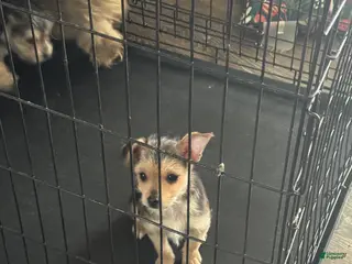 Yorkshire Terrier dogs Yorkshire Terrier Puppy 2 - Ad 30