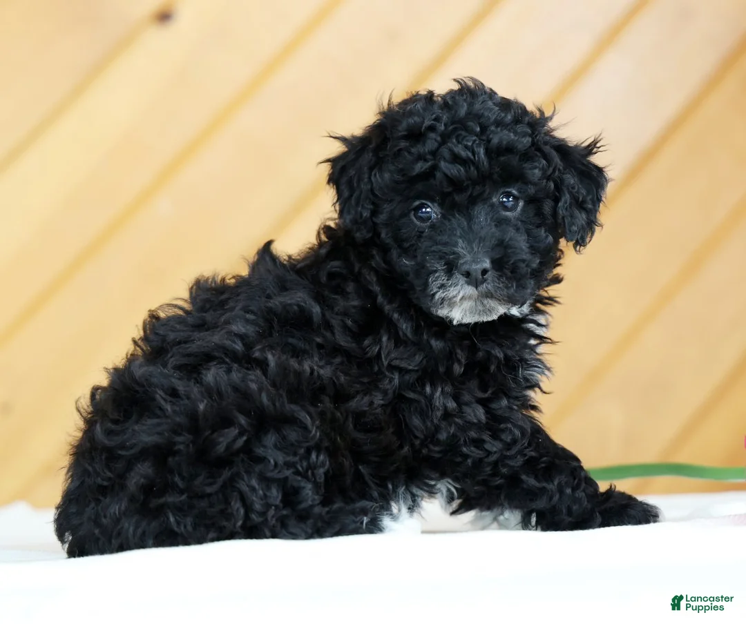 Toy Poodle dogs for sale: Blaire - Ad 3