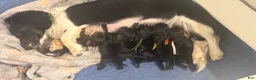 Miniature Dachshund dogs for sale: Miniature Dachshund 3 - Ad 1