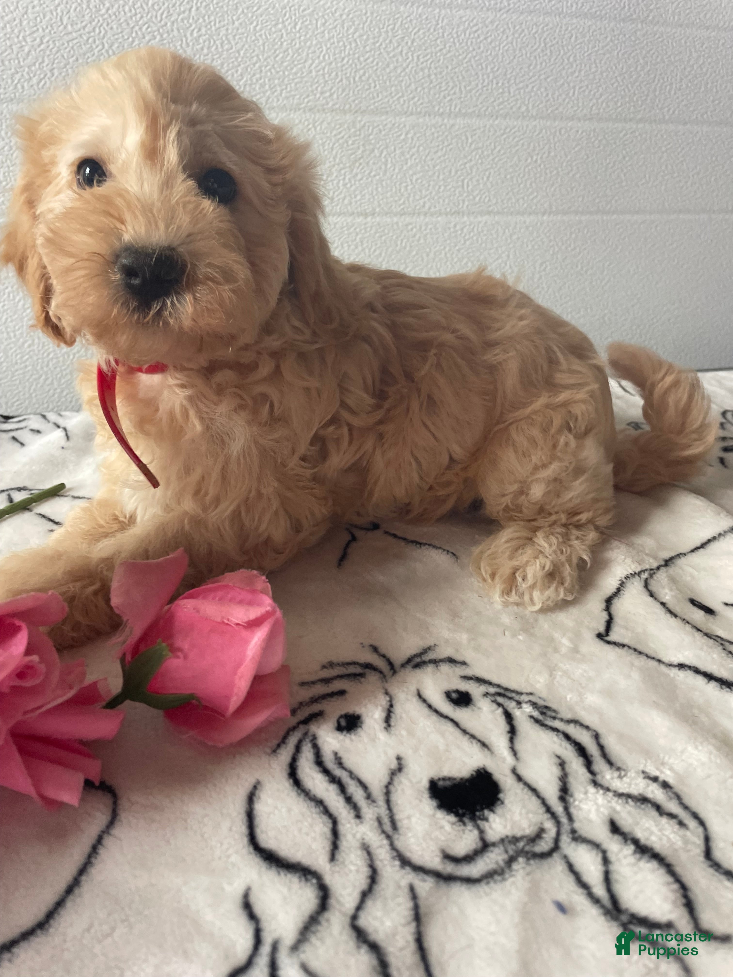 Havapoo dogs Barney - Ad 36
