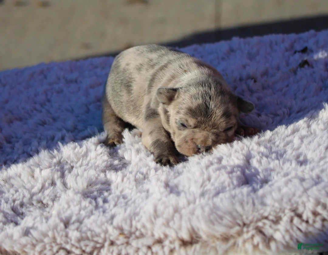 Frenchton dogs for sale: Frenchton 7 - Ad 1