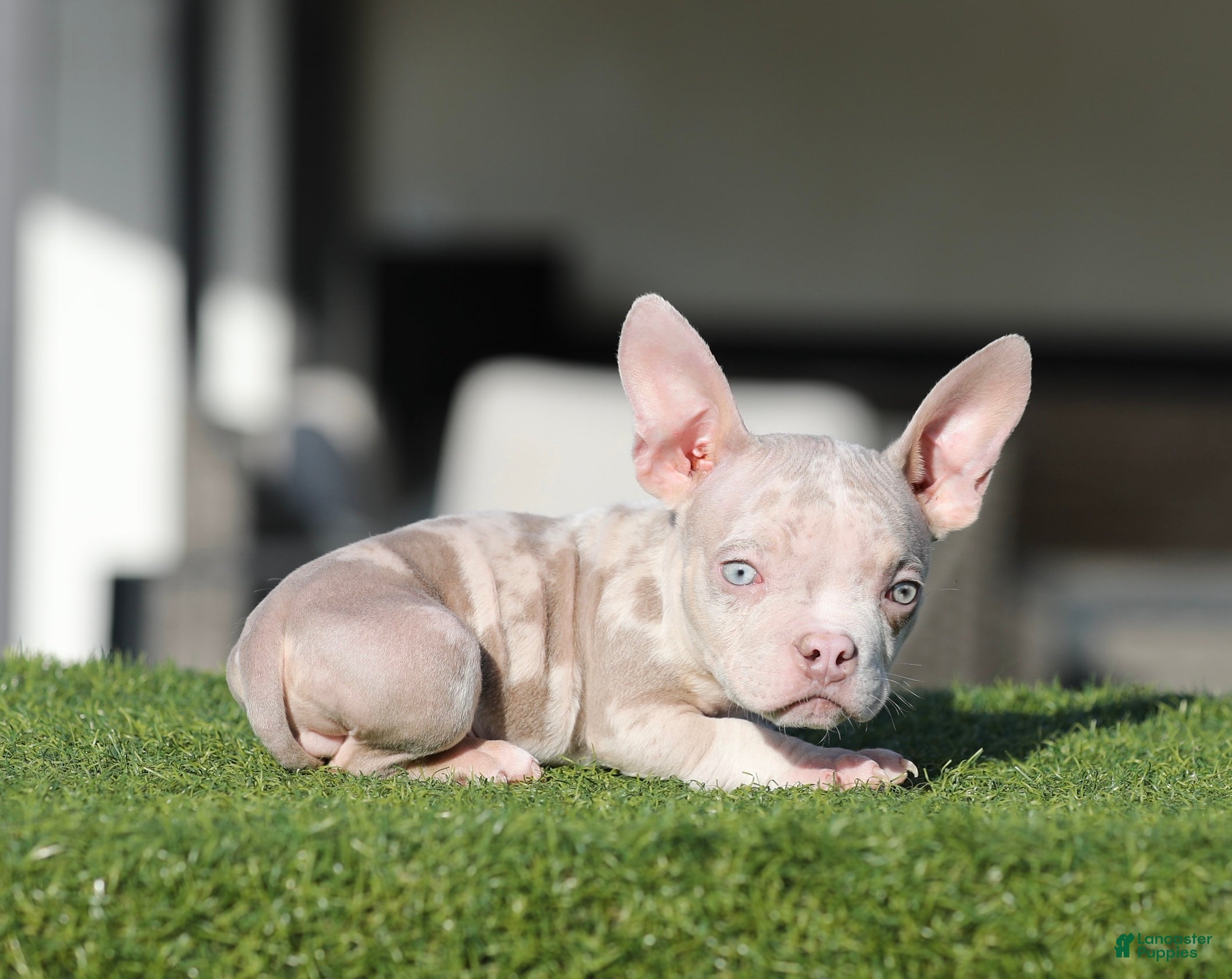American Bully dogs American Bully Puppy 2 - Ad 8
