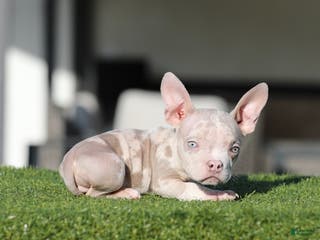 American Bully dogs American Bully Puppy 2 - Ad 8