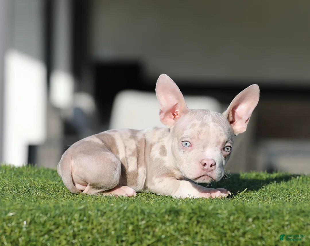 American Bully dogs for sale: American Bully Puppy 2 - Ad 1