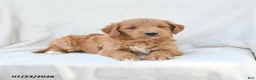 Mini Goldendoodle dogs for sale: Paisley - Ad 4