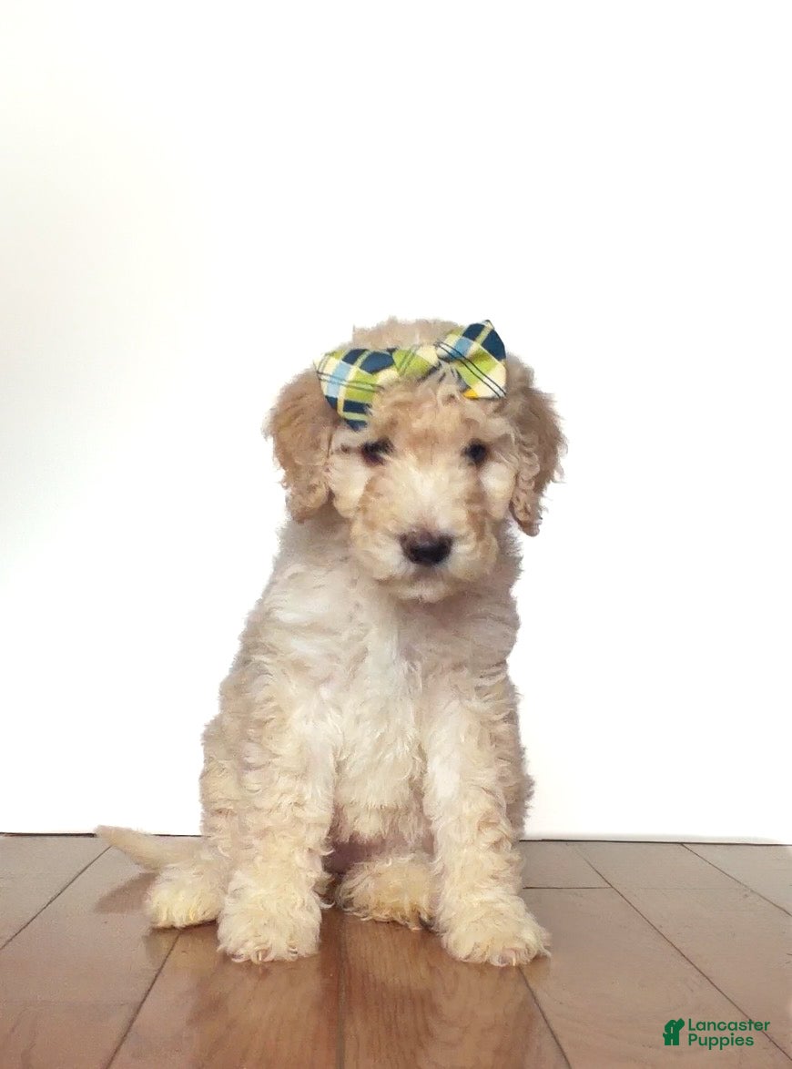 Mini Goldendoodle dogs Mini Goldendoodle Dumplin - Ad 18