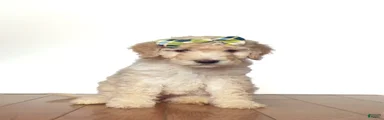 Mini Goldendoodle Dumplin