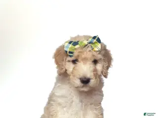 Mini Goldendoodle dogs Mini Goldendoodle Dumplin - Ad 2