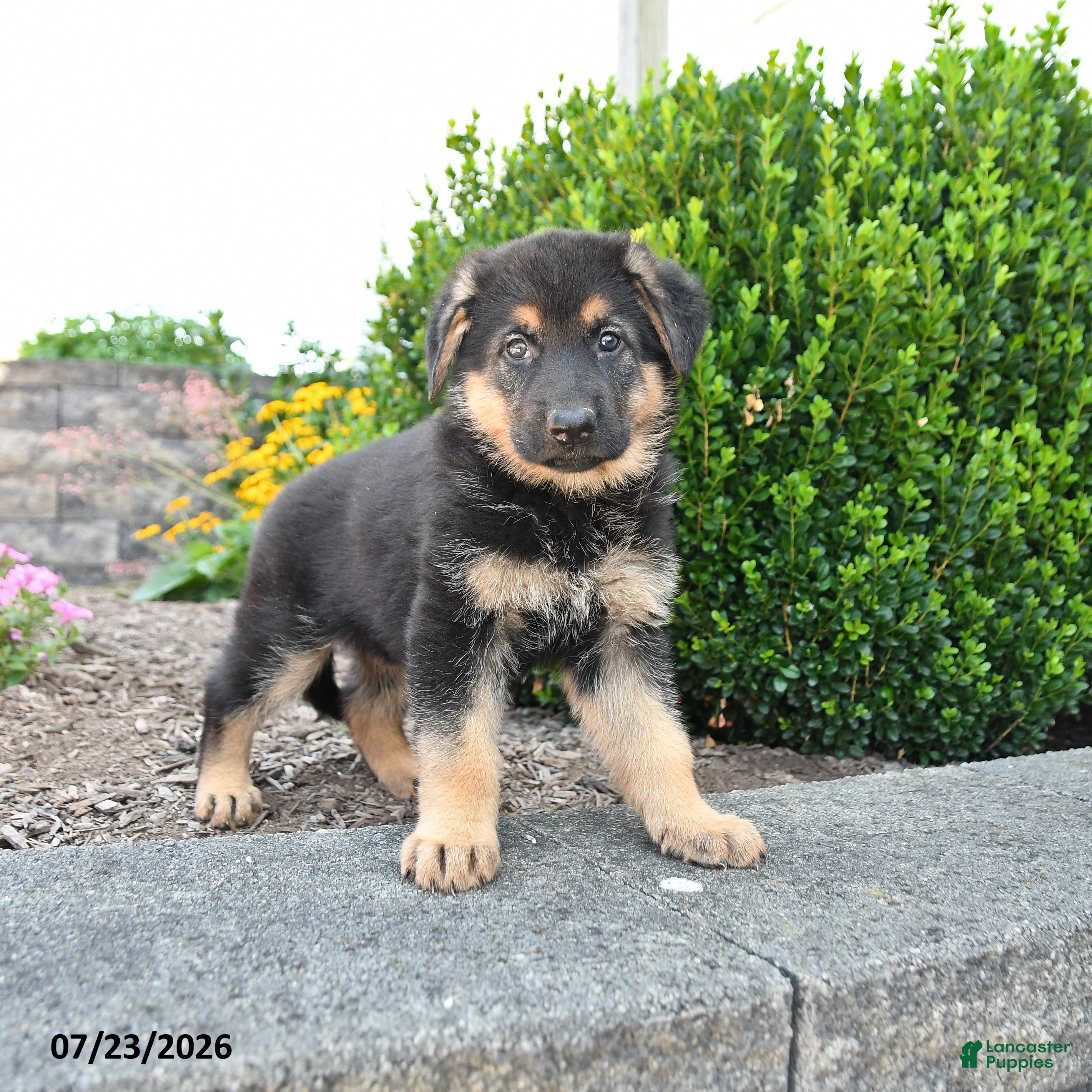German Shepherd dogs for sale: Dalia - Ad 3