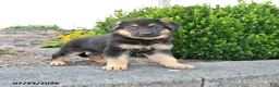 German Shepherd dogs for sale: Dalia - Ad 1