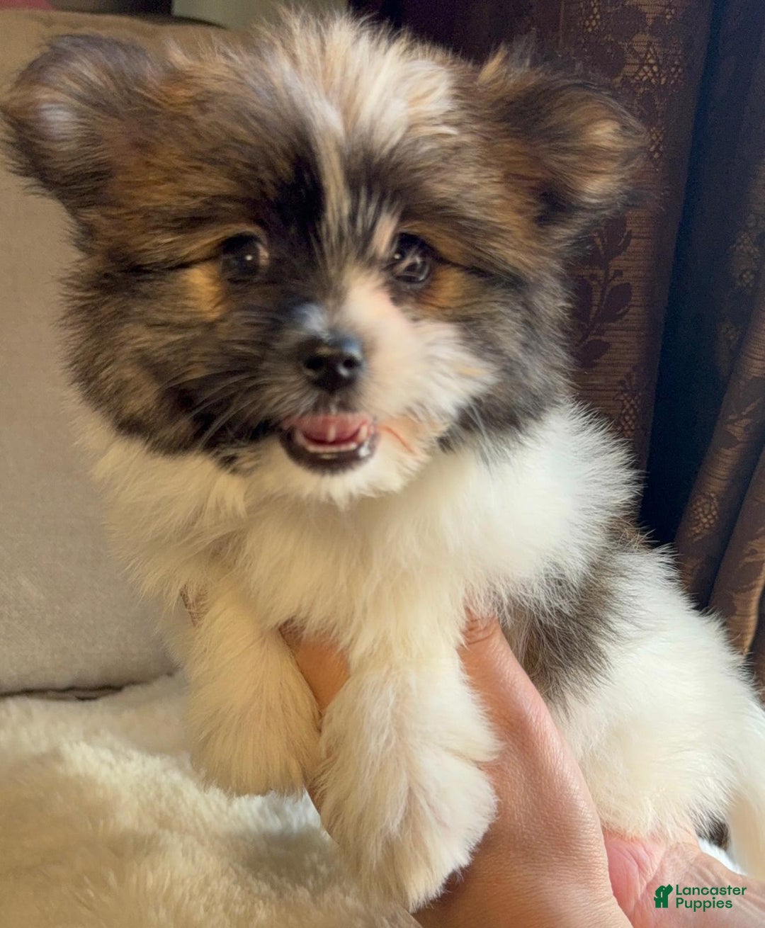 Mixed Breed dogs for sale: Designer Breed Yorkishire Terrier, Pomeranian Mix Puppy Female Daisy - Ad 10